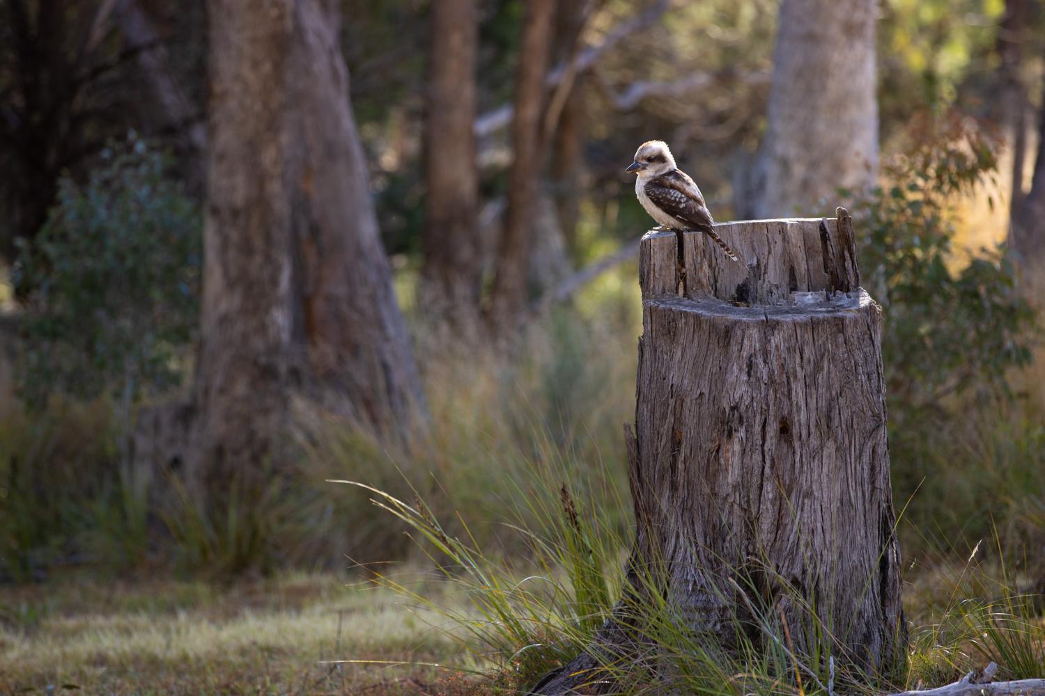 Girraween Country Inn Ballandean Luaran gambar